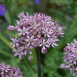 images/productimages/small/n037 allium nigrum pink jewel.jpg
